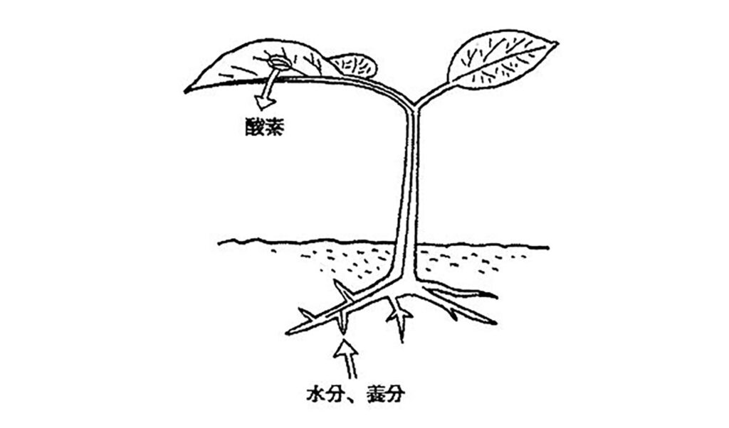 根で吸収した水分や養分を上へ送る管は何か